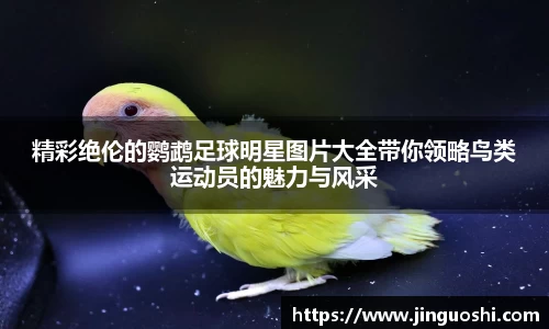 精彩绝伦的鹦鹉足球明星图片大全带你领略鸟类运动员的魅力与风采